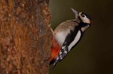 Great spotted woodpecker Dendrocopos major canariensis. Male. Las Lajas. Vilaflor. Corona Forestal Natural Park. Tenerife. Canary Islands. Spain.
