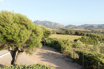 Fototapeta na wymiar A rural scene in Sardinia