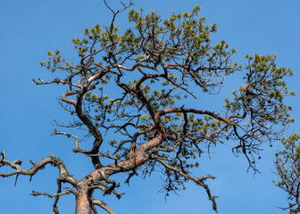 Curved and spreading upper branches of an old gnarled pine tree on a sunny day against a blue sky.