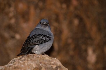 Tenerife blue chaffinch Fringilla teydea. Male. Las Lajas. Vilaflor. Corona Forestal Natural Park. Tenerife. Canary Islands. Spain.