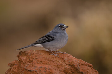 Tenerife blue chaffinch Fringilla teydea. Male. Las Lajas. Vilaflor. Corona Forestal Natural Park. Tenerife. Canary Islands. Spain.