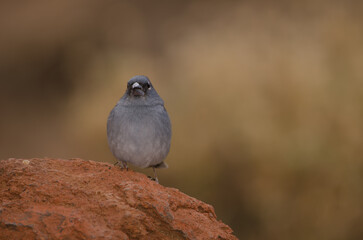 Tenerife blue chaffinch Fringilla teydea. Male. Las Lajas. Vilaflor. Corona Forestal Natural Park. Tenerife. Canary Islands. Spain.