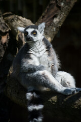 Portrait of wild maki catta lemur standing on tree branch