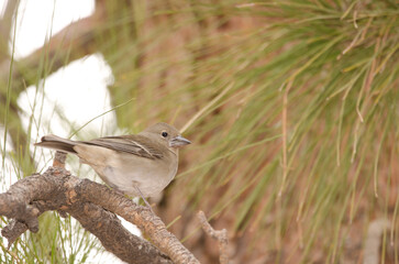Tenerife blue chaffinch Fringilla teydea. Female. Las Lajas. Vilaflor. Corona Forestal Natural Park. Tenerife. Canary Islands. Spain.