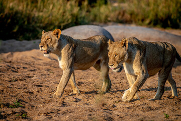 Two Lionesses walking in the sand.