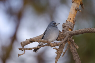 Tenerife blue chaffinch Fringilla teydea. Male. Las Lajas. Vilaflor. Corona Forestal Natural Park. Tenerife. Canary Islands. Spain.