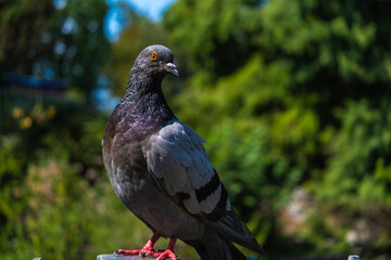 Close view of beautiful pigeon with forest in the background in Turin park