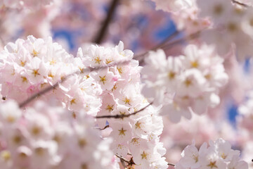 Fototapeta premium close up of cherry tree blossom