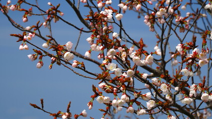 屋島山頂の桜（3分咲き）1