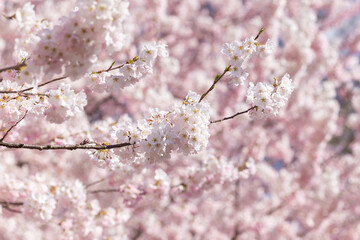 cherry blossom in spring