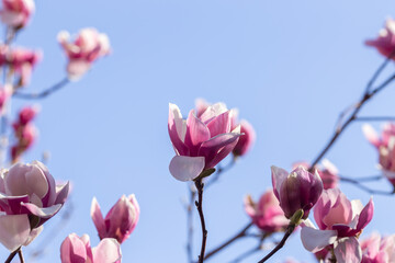Fototapeta premium pink magnolia blossom