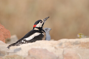 Obraz premium Male great spotted woodpecker Dendrocopos major canariensis drinking water, Tenerife blue chaffinch and canary. Tenerife. Canary Islands. Spain.