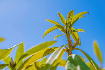 カナメモチと青空