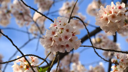 朝日山森林公園2