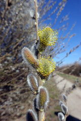 Weidenkätzchen der Salweide (Salix caprea)