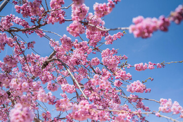 河津桜と青空