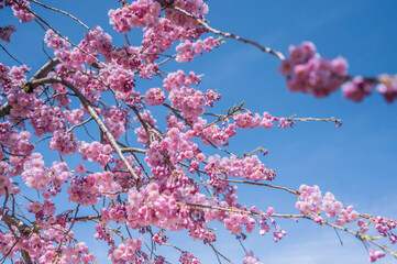 河津桜と青空