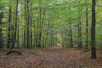 Leśna droga wśród jesiennych drzew