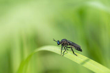 Muchówka pędźka lazurowa na zielonej trawie