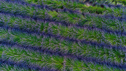 lavender field in region