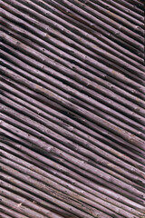 vertical texture wood tree branch 