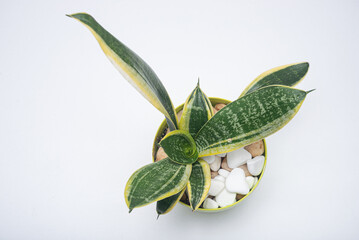 Decorative sansevieria plant in room, closeup