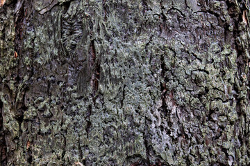 tree cure in the forest