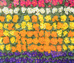 Fototapeta na wymiar Spring flowers. Blooming purple, yellow primrose or primrose flowers in the garden. Background of colorful flowers.