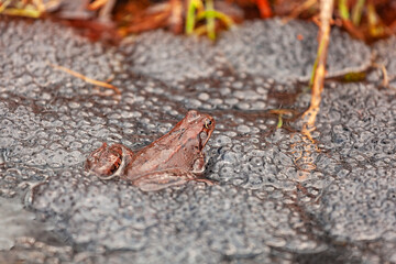 small frog and frogspawn on the surface of the pond