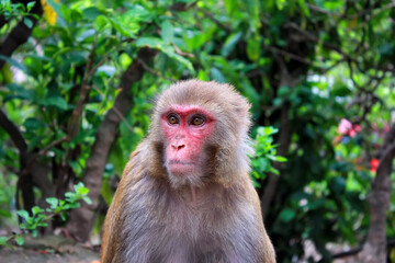 Portrait of a wild rhesus monkey in Nepal