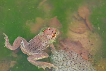 small frog with frogspawn on the surface of the pond