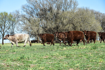Fototapeta premium Cattle raising in pampas countryside, La Pampa province, Argentina.