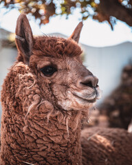 alpaca in the sun
