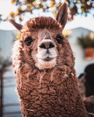 close up of a alpaca