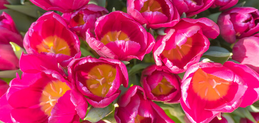 Fototapeta na wymiar Background of bright pink tulips, top view.