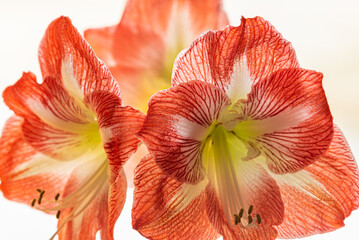 Closeup of red amaryllis flowers in front of bright window