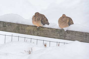 Pair of fat mourning doves perched on fence in snow in winter
