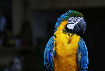 parrot
