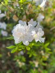 Obraz na płótnie Canvas White azalea blooms