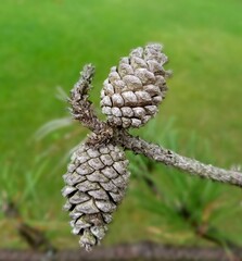 A pair of weathered pine cones hanging on single tree branch. Symmetry. Balance of nature. 