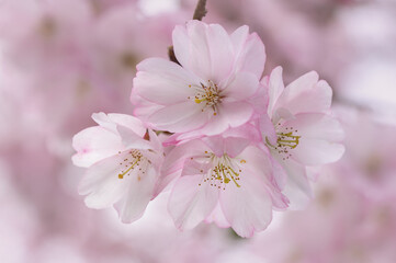 Pink Japanese cherry tree blossom Sakura macro