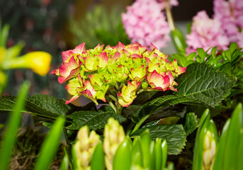 Pink hydrangea flowers in pots with green leaves