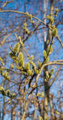 branches with catkins