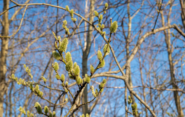 branches with catkins