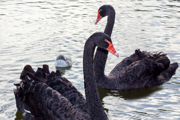 Naklejka premium Black swans on the lake. An elegant swan bird