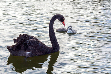 Naklejka premium Black swans on the lake. An elegant swan bird