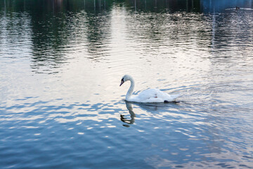 White swans on the lake. An elegant swan bird