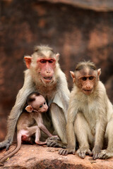 Bonnet macaque with baby. Monkeys in Badami Fort.