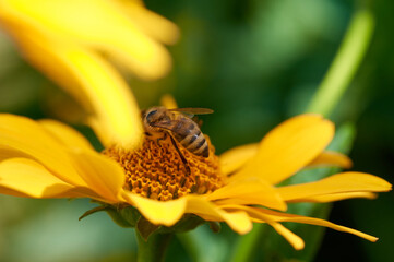 Bee on flower collecting nectar. Honey bee on yellow diasy
