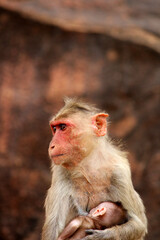 Bonnet macaque with baby. Monkeys in Badami Fort.